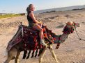 Camel Riding
