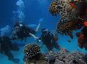 Diving