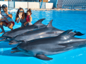 Dolphin Photo Session