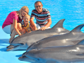 Dolphin Photo Session