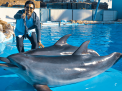 Dolphin Photo Session