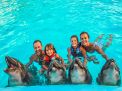Dolphin Swimming 5min