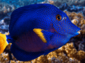 Hurghada Grand Aquarium