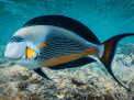 Hurghada Grand Aquarium