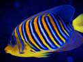 Hurghada Grand Aquarium
