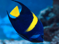 Hurghada Grand Aquarium