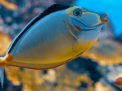Hurghada Grand Aquarium