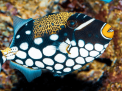 Hurghada Grand Aquarium