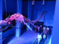 Hurghada Grand Aquarium