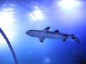 Hurghada Grand Aquarium