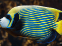 Hurghada Grand Aquarium