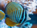 Hurghada Grand Aquarium