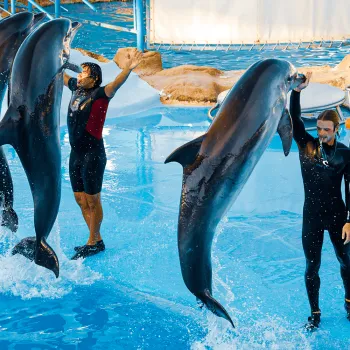Dolphin Show