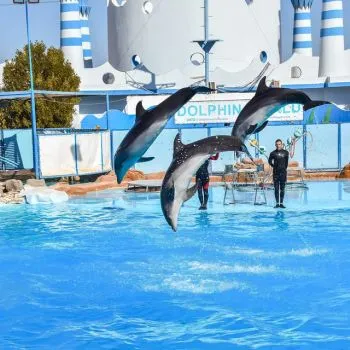Dolphinarium