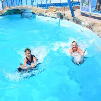Dolphin Swimming 5min
