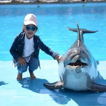 Dolphin Photo Session