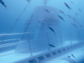 Sindbad Submarine 3-Hour Tour